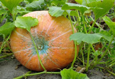 Bahçedeki olgun kabak.