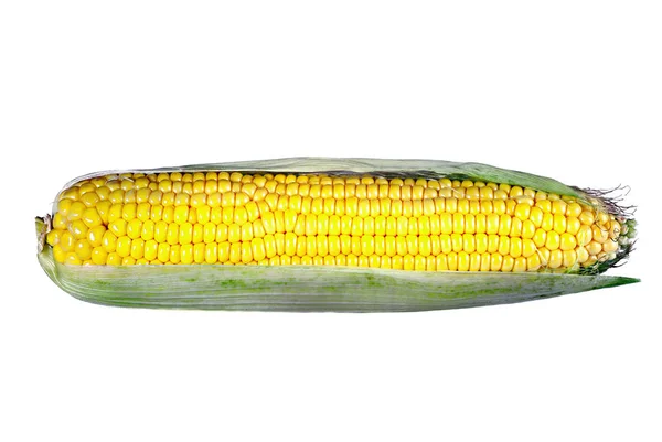 Ear Corn Isolated White — Stock Photo, Image