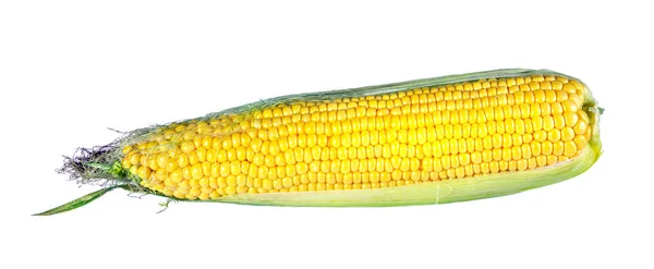 Ear Corn Isolated White — Stock Photo, Image