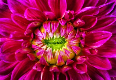 Dahlia çiçek doku arka plan yakın. Doğal çiçek arka plan.