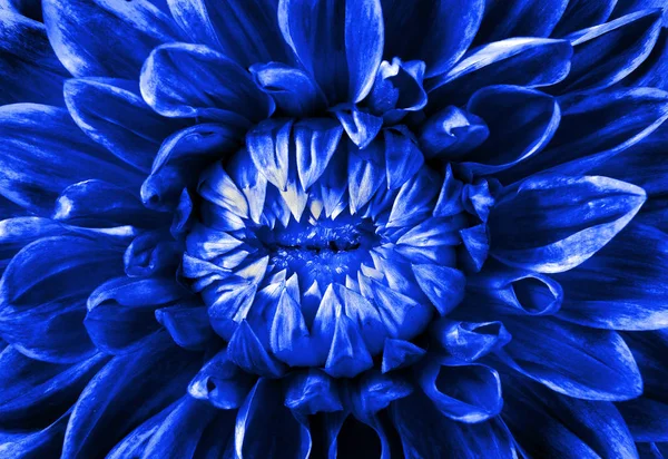 Dahlia flower texture background close up. Deep blue natural floral background.