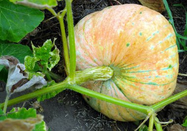 Bahçede olgun balkabakları.