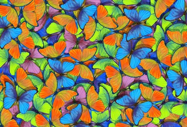 Absztrakt Sokszínű Természetes Háttér Mintázata Színes Pillangók Morpho Textúra Háttér — Stock Fotó