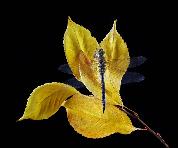 Hojas Otoño Color Amarillo Brillante Libélula Sobre Hojas Amarillas Aisladas —  Fotos de Stock