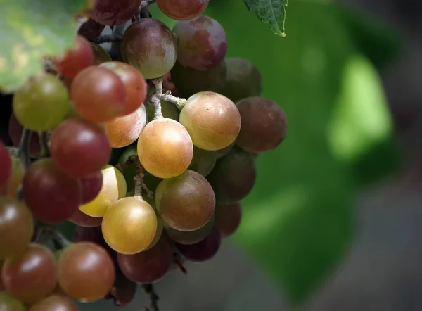 Raisins Sur Vigne Fermer — Photo