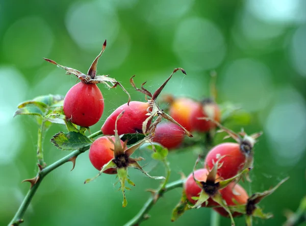 Ripe Rosehip Berries Dog Rose Cold Flu Remedy — Stock Photo, Image