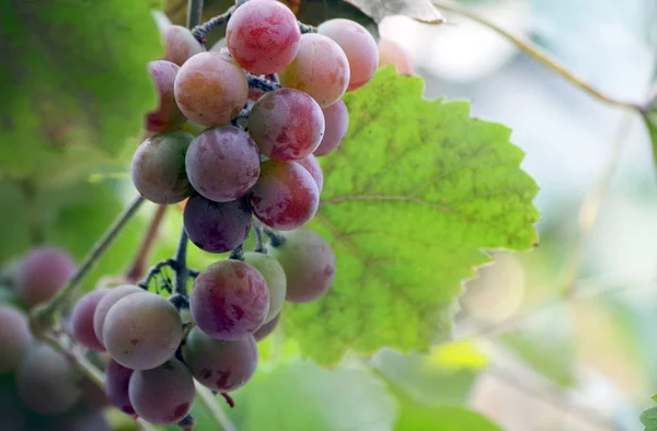 Raisins Sur Vigne Fermer — Photo