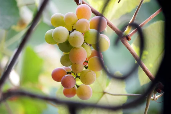 Raisins Sur Vigne Fermer — Photo