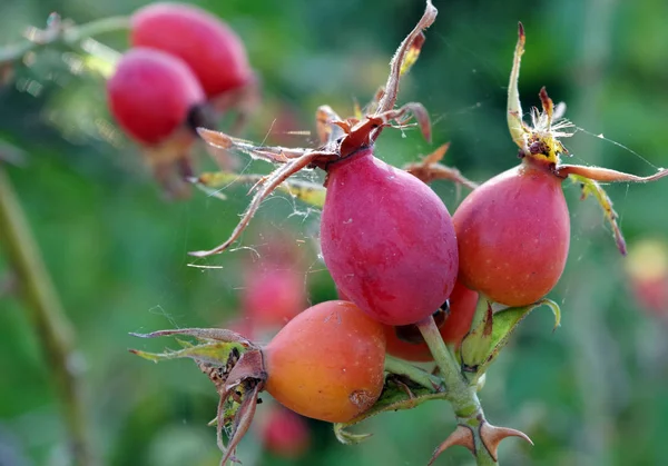 Reife Hagebuttenbeeren Hundsrose Erkältungs Und Grippemittel — Stockfoto