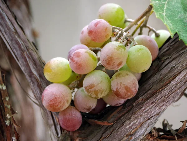 Raisins Sur Vigne Fermer — Photo