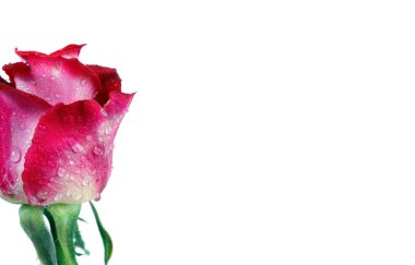 beyaz izole su damlaları güzel gül. kopyalama alanları