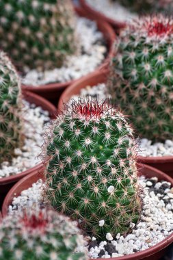 kaktüs ler desen. kaktüs doku arka plan. kaktüs yapraklarının doğal desen. doğal yeşil arka plan. saksı kaktüs. 