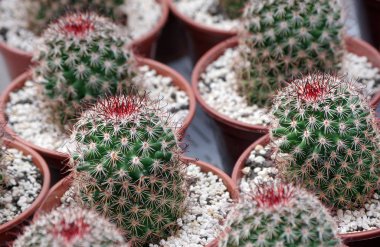 kaktüs ler desen. kaktüs doku arka plan. kaktüs yapraklarının doğal desen. doğal yeşil arka plan. saksı kaktüs. 