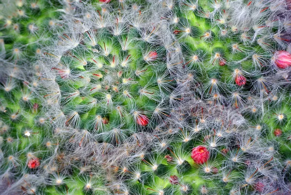 Wzór Kaktusy Tła Tekstury Kaktusa Naturalny Wzór Liści Kaktusów Naturalne — Zdjęcie stockowe