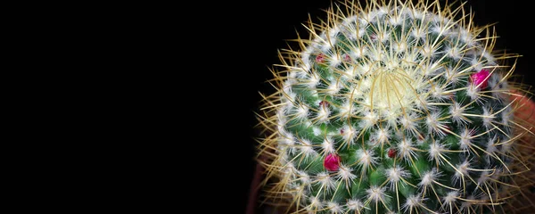 cacti pattern. cactus texture background. natural pattern of cactus leaves. natural green background. potted cactus.