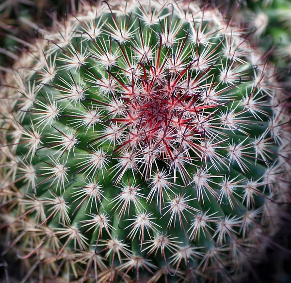 cacti pattern. cactus texture background. natural pattern of cactus leaves. natural green background. top view