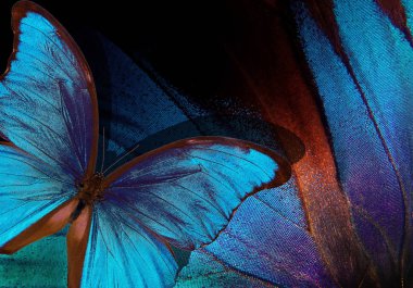               Parlak tropikal arka plan. Tropikal kelebekler doku arka plan renkli kanatları. Morpho mavi kelebek. Mavinin tonları                      