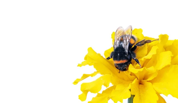 Bumblebee Uma Flor Isolada Branco Espaços Cópia — Fotografia de Stock