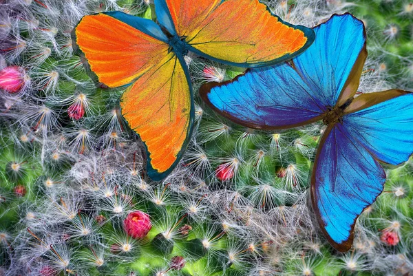 Яскраво Синій Морфо Метелик Природному Квітковому Тлі Цвітіння Кактусів Квітучий — стокове фото