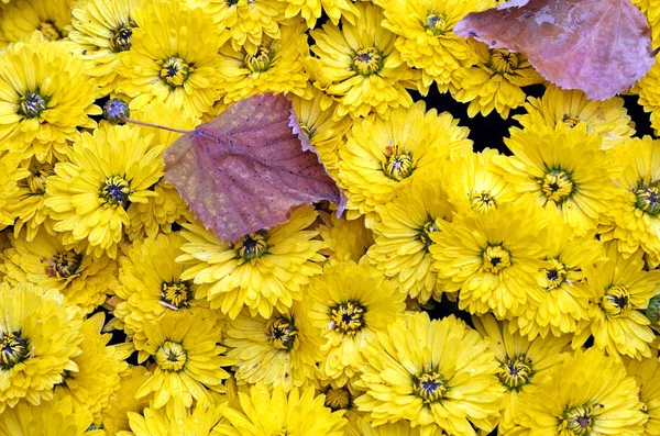 Fondo Amarillo Floral Natural Fondo Textura Crisantemos Amarillos Fondo Otoño —  Fotos de Stock