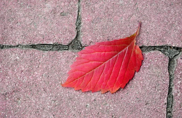 Kaldırımda Düşmüş Sonbahar Yaprağı — Stok fotoğraf