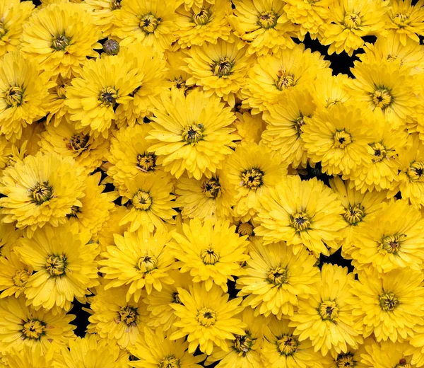 Natural Floral Yellow Background Yellow Chrysanthemums Texture Background Autumn Background — Stock Photo, Image