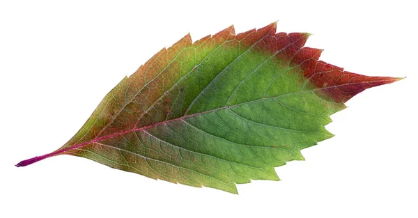 Leuchtend Rotes Herbstblatt Isoliert Auf Weiß — Stockfoto