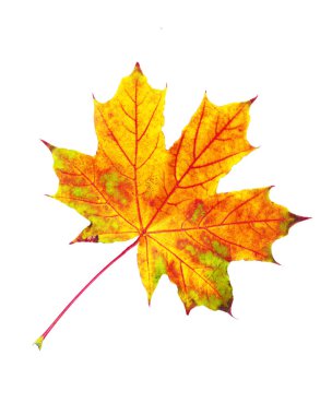 Sonbahar akçaağaç yaprağı beyaza izole edilmiş