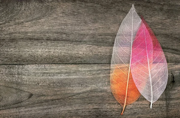 colorful skeleton leaves on a wooden table. copy spaces