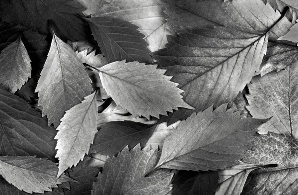 Spadła Jesień Liście Tekstury Tła Czarno Białym Widok Góry Zbliżenie — Zdjęcie stockowe