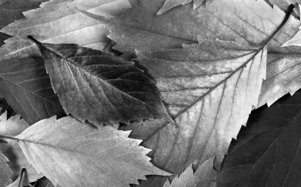 가을이 질감이 남는다 흑백으로 위에서 가까이 — 스톡 사진
