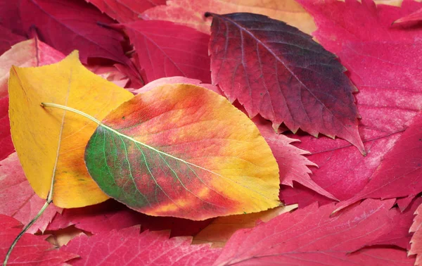 Feuilles Automne Tombées Fond Automne Feuilles Automne Multicolores Lumineuses — Photo