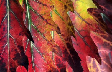 Parlak renkli sonbahar yaprakları doku arka planında. Meşe yaprakları yakın plan. Mor sonbahar yaprakları