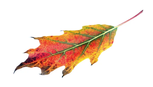 亮晶晶的五彩缤纷的秋叶在一片白色上 多彩的橡木叶 — 图库照片