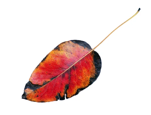 Feuille Automne Colorée Lumineuse Sur Blanc Feuille Poire Multicolore — Photo