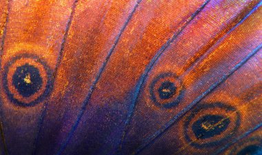              Morpho kelebeği dokusunun kanatları. Renkli doğal arka plan. Tropikal kelebek                      