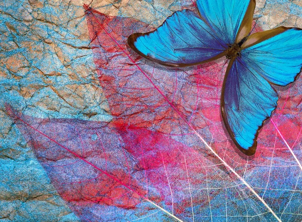 蓝色背景的创意概念 摘要天然蓝色背景 蓝蝶和透明的叶子的纹理背景 透明的紫色叶子 — 图库照片