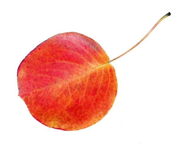 Feuille Automne Colorée Lumineuse Sur Blanc Feuille Poire Multicolore — Photo