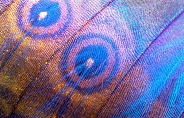 Flügel Von Morpho Schmetterling Textur Hintergrund Farbenfroher Natürlicher Hintergrund Tropischer — Stockfoto