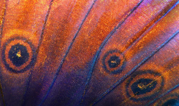              Morpho kelebeği dokusunun kanatları. Renkli doğal arka plan. Tropikal kelebek                      