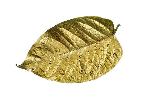 Hoja Oro Gotas Agua Aisladas Blanco — Foto de Stock