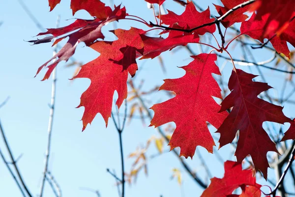 Renkli Sonbahar Arkaplanı Parlak Kırmızı Sonbahar Meşe Yaprakları Kırmızı Meşe — Stok fotoğraf