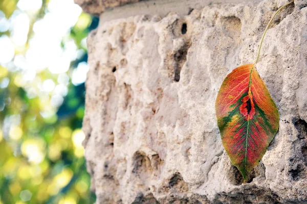 色彩艳丽的秋叶落在一块古老的石头上 旧离子秩序的碎片 顶部视图 — 图库照片