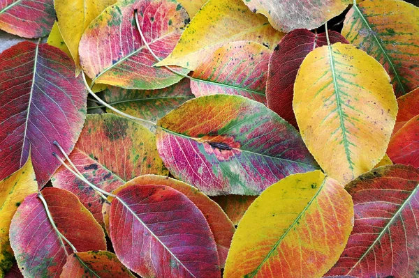 Jasnoczerwone Liście Jesieni Gałęzi Kolorowe Liście Wiśni Październiku — Zdjęcie stockowe