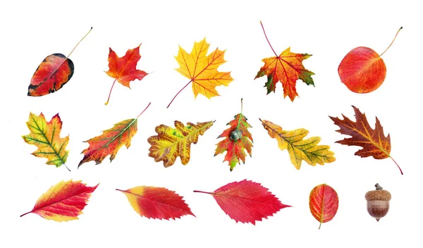 色彩艳丽的秋天树叶被白色隔离 樱桃和苹果叶子 — 图库照片