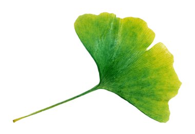 Ginkgo biloba yaprağı beyaza izole edilmiş