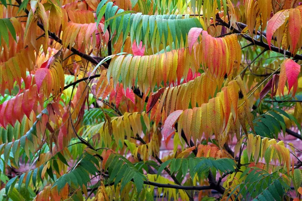 Şehirdeki Parlak Renkli Sonbahar Ağaçları Renkli Sonbahar Yaprakları — Stok fotoğraf