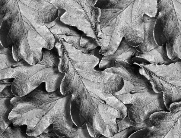 Fallen Oak Leaves Drops Water Black White Autumn Fallen Leaves — Stock Photo, Image