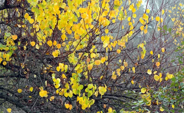 Miejski Jesienny Krajobraz Jesień Parku Miejskim Żółty Upadły Liść Klonu — Zdjęcie stockowe