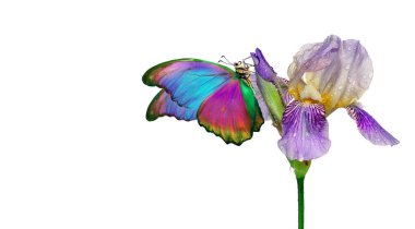 Sudaki mavi bir iris çiçeğinin üzerindeki renkli morpho kelebeği beyazın üzerine düşer. Boşluğu kopyala